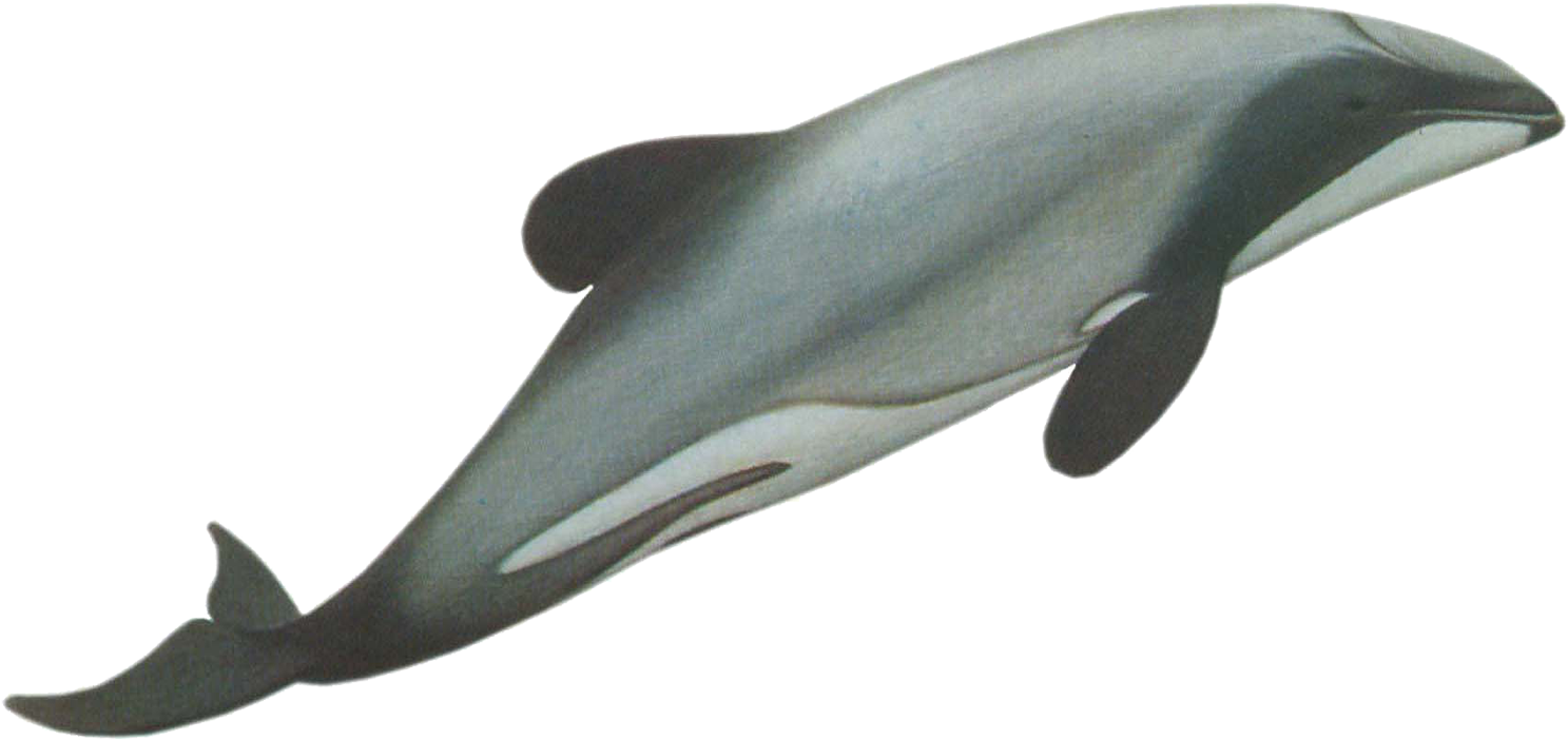 Hector's Dolphin Transparent (1500x724)