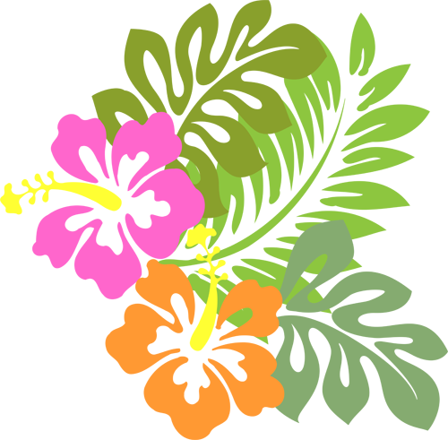 Hollis Higgins - Hibiscus Clipart (500x491)