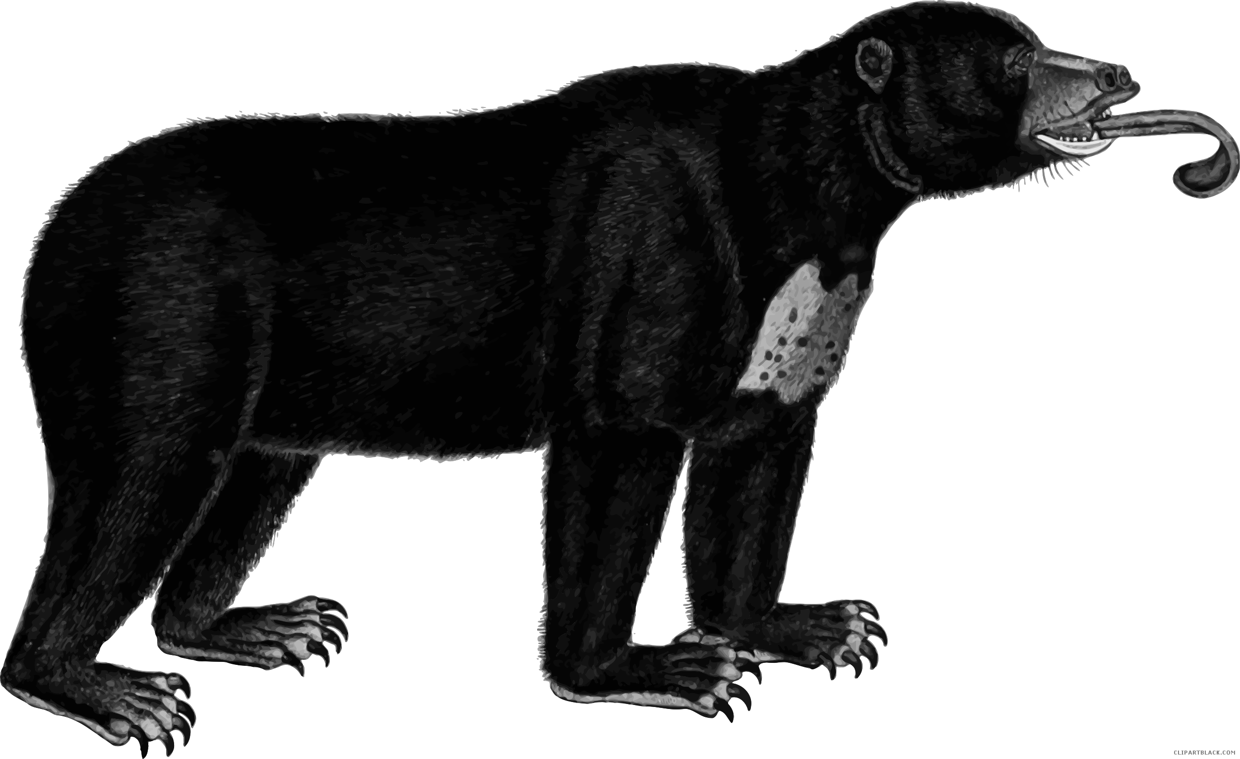 High Quality Bear Animal Free Black White Clipart Images - Brown Bear (2500x1532)