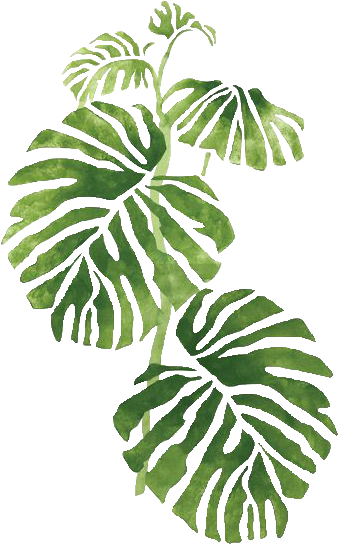 Trans Par En Cy - Philodendron 1 (355x550)