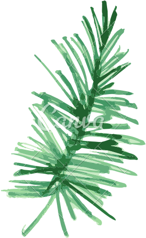 Pine Fir Leaf Plant Watercolor Painting - Tropical Plants Png Water Color Transparent (550x550)