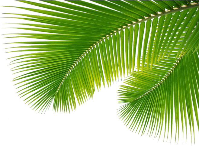 Palm Leaves Png Palm Leaves With Png Tropical Trees - Palms From Palm Sunday (687x525)