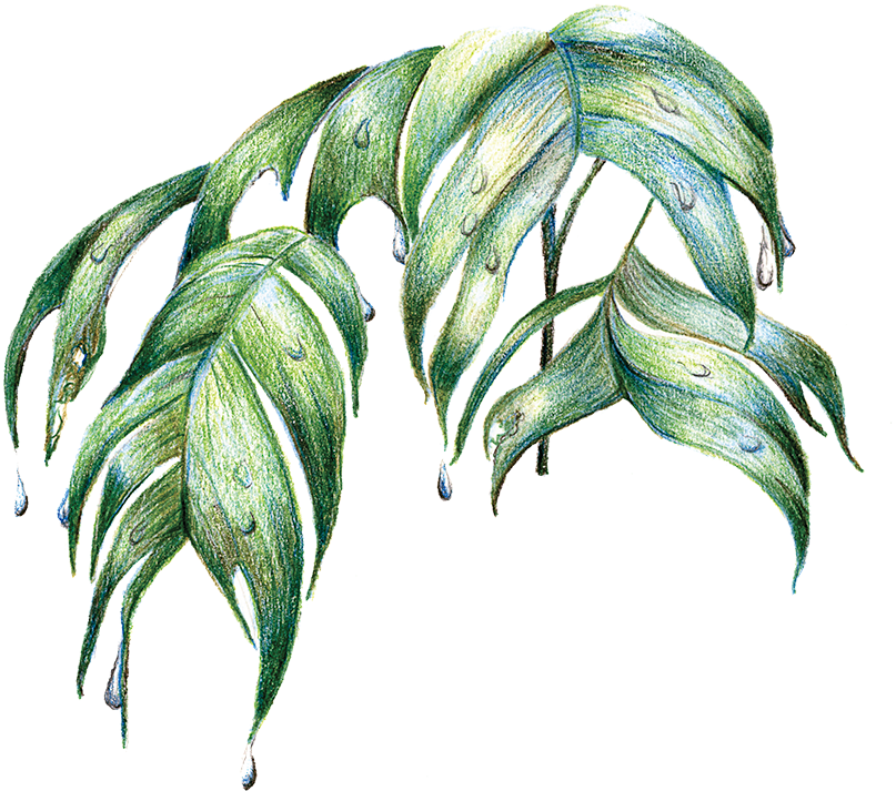 Rainforest Palm Leaves By Jacquelyn E - Rainforest Leaves Png (891x800)