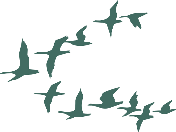 Teal Flock Of Geese Clip Art At Clker - Flock Of Birds Clip Art (600x450)