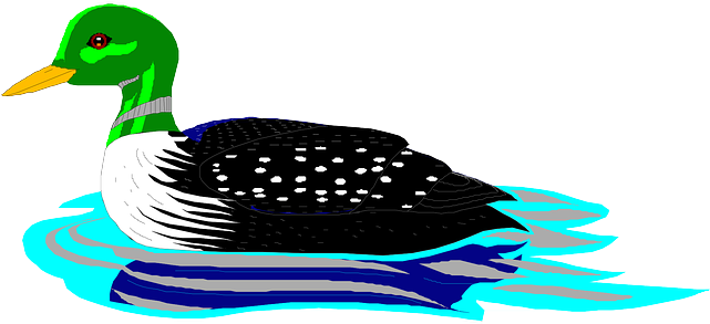 Feathers Water, Bird, Swimming, Wings, Loon, Animal, - Clip Art (640x320)