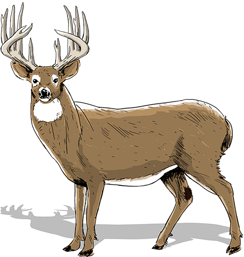 Dear Clipart Deer Hunting - 2 Year Old Whitetail Deer (480x505)