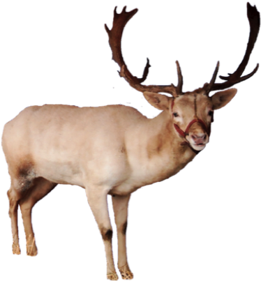 Image Of Reindeer - Reindeer Png (407x429)