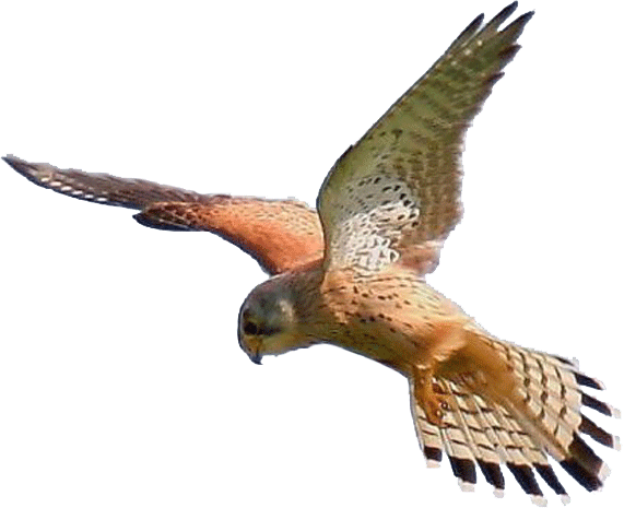 Kestrel Clipart - - Irish Birds Of Prey (571x465)