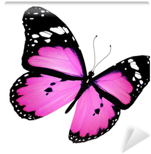 Pink Butterfly Flying, Isolated On White Wall Mural - Roze Vlinders (400x400)