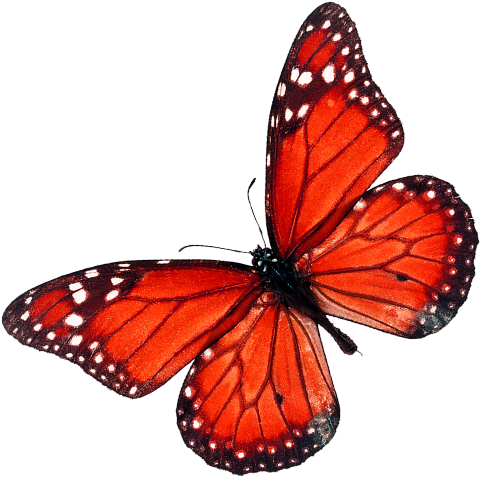 Download and share clipart about Butterfly Stock Photography Shutterstock -...