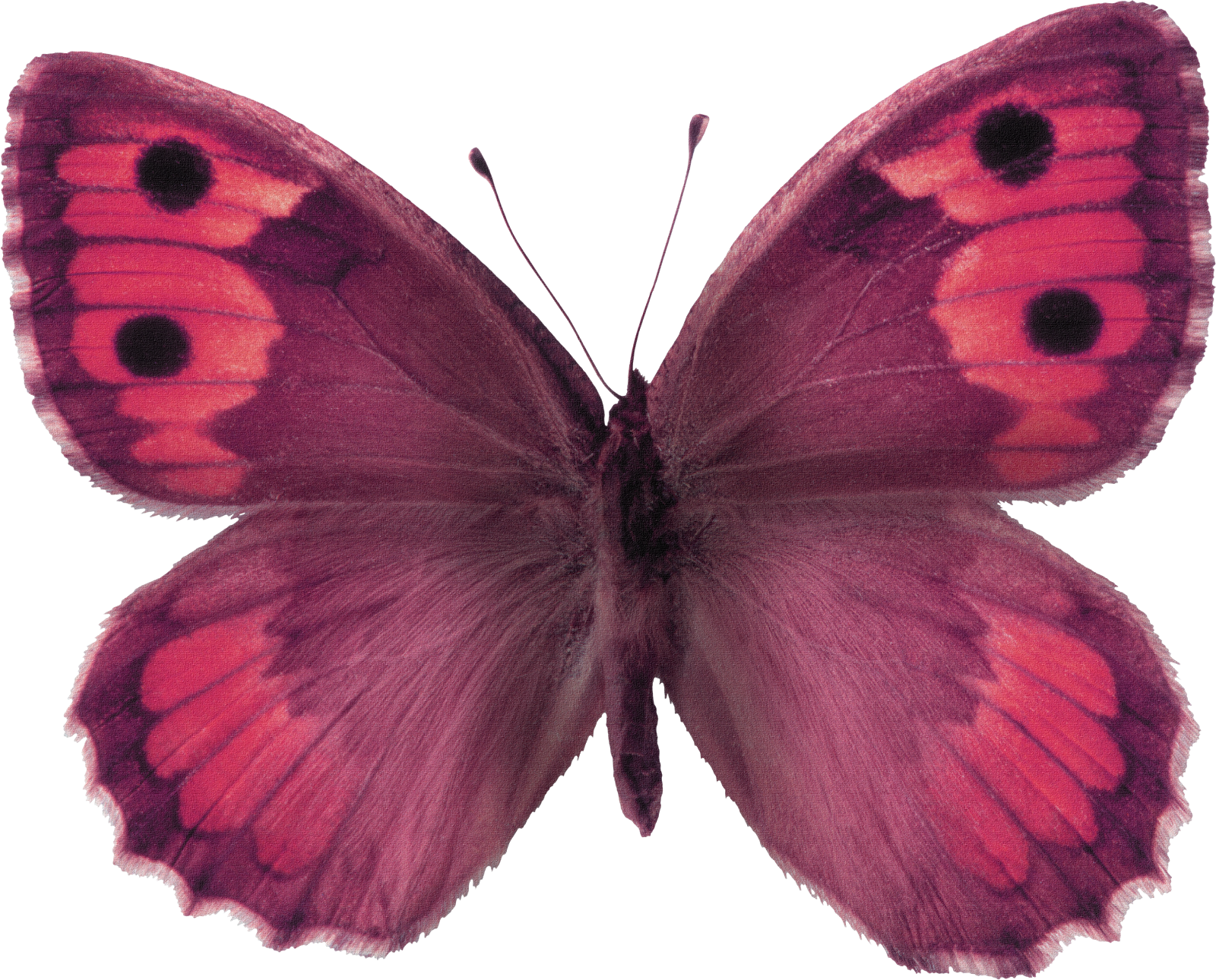 Butterfly Stock Photography The Hermit - Living Nature (1600x1290)