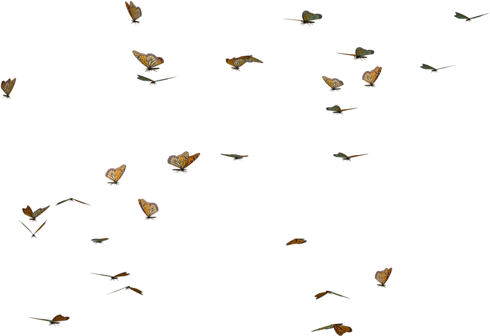 Cute Butterflies - Butterfly (1024x768)