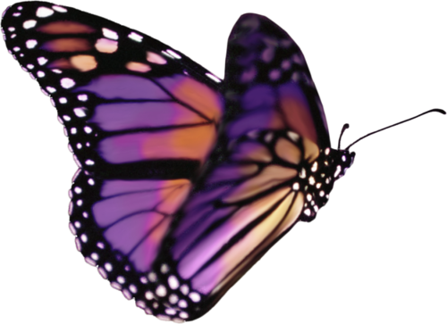 Png Kelebek Resimleri, Butterfly Png İmages, Kelebek - Transparent Background Butterfly Gif (500x363)