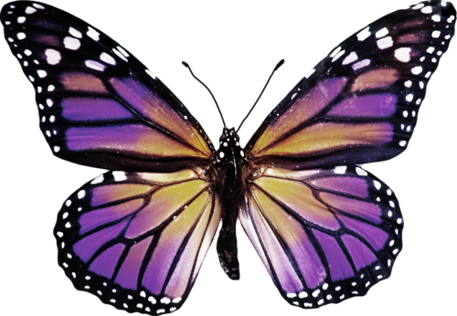 Png Kelebek Resimleri, Butterfly Png İmages, Kelebek - Monarch Butterfly Stylized (500x346)