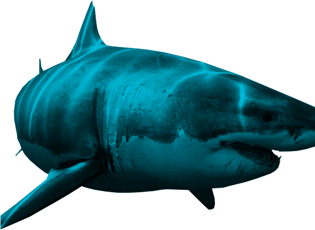Great White Shark Clipart Shark Cage - Great White (640x480)