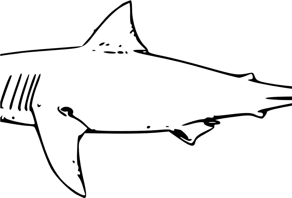 Line Drawing Of A Shark (1024x768)