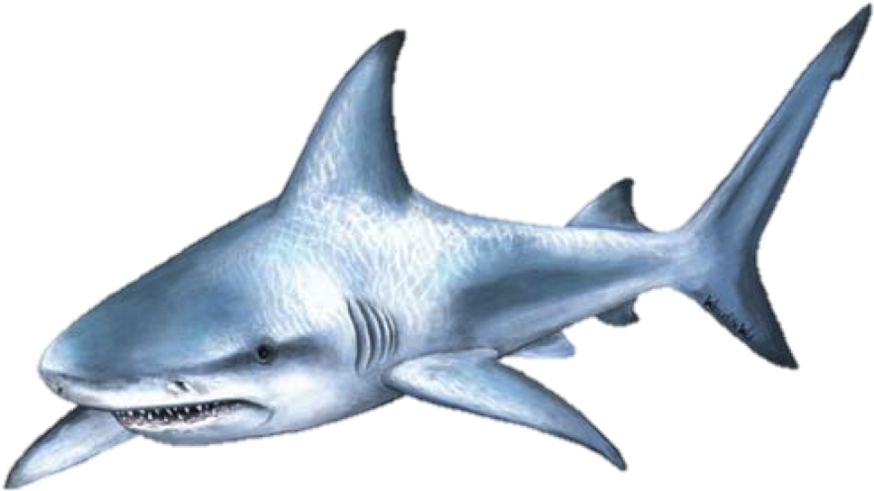 Shark Attack Bull Shark Clip Art - Bull Shark Transparent (990x555)