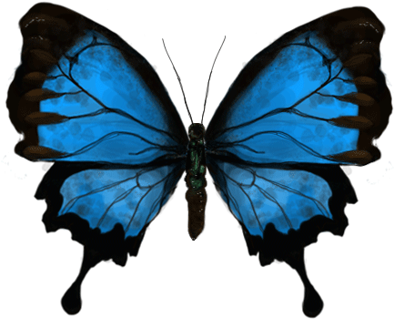 Com Beautiuful Butterfly Gif Images - Gif Of A Butterfly (500x500)