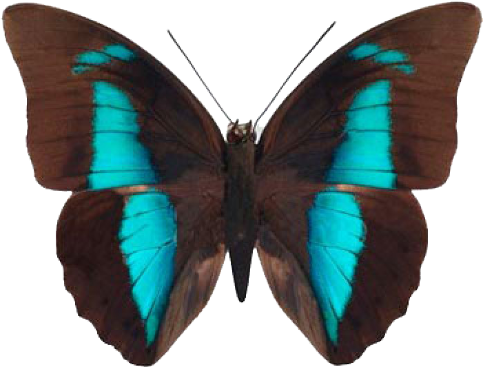 Brush Footed Butterflies Butterfly Prepona Gossamer - Butterflies And Moths (700x700)