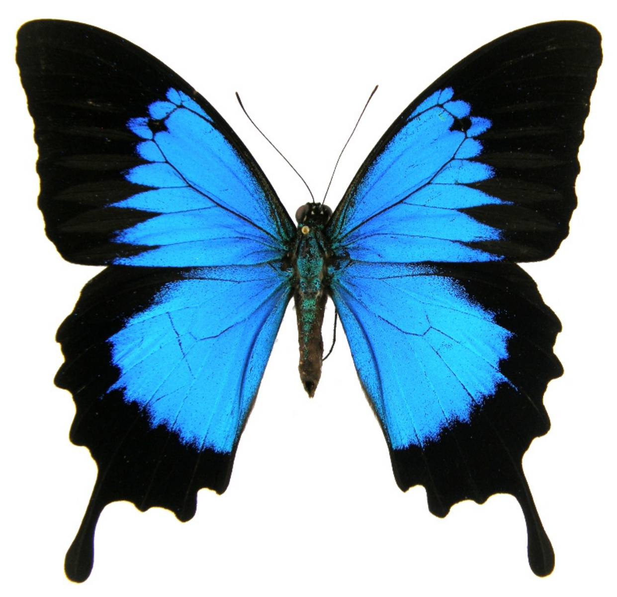Papilio Ulysses Butterfly (1241x1200)