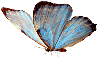 Pin Butterfly Clipart Transparent Background - Vintage Butterfly Transparent Background (400x400)