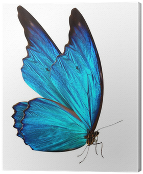 Borboletas Azul Png (400x400)