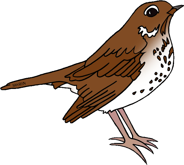 Thrush Bird Clipart - Clip Art Brown Bird (648x599)