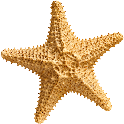 28 Collection Of Starfish Clipart No Background - Carolina Hardware And Decor Starfish #2 1.5" Round (500x500)