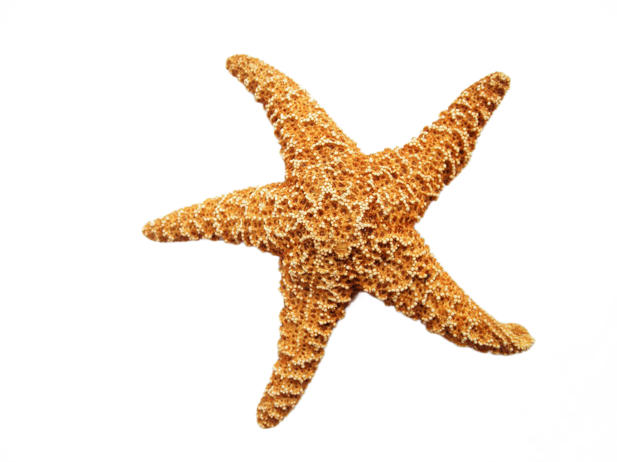 Starfish Png Transpa Images Free Clip Art Carwad Net - Advances In Natural Products Discovery (1200x900)