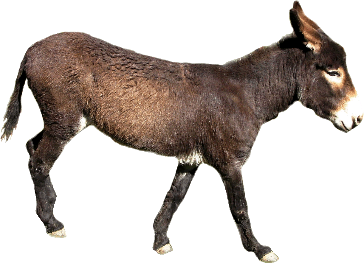 Donkey Clipart Sick - Donkey Transparent Background (1276x919)
