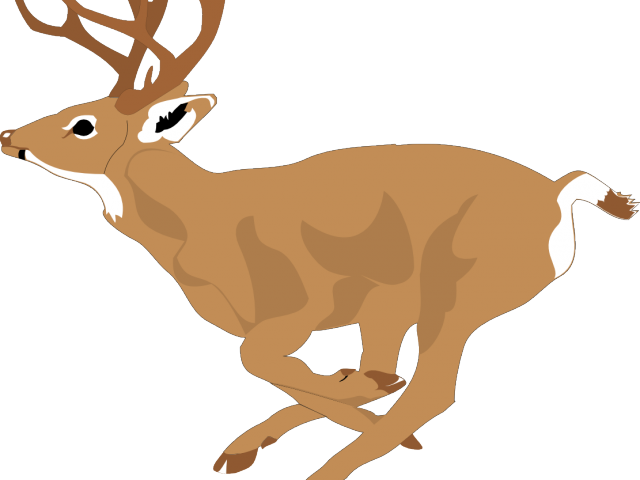 Dear Clipart Mule Deer - White Tailed Deer Clipart (640x480)