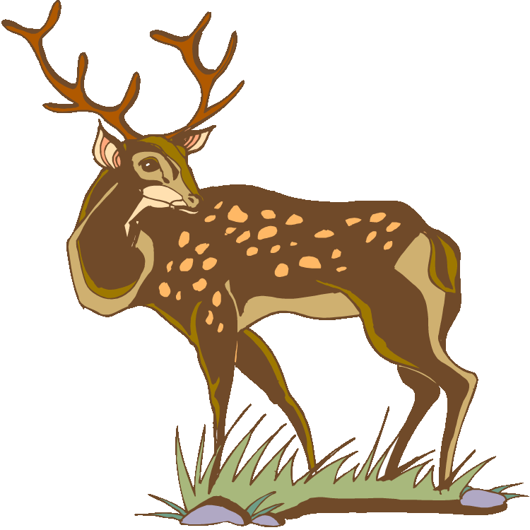 Mule Deer - White-tailed Deer (750x750)
