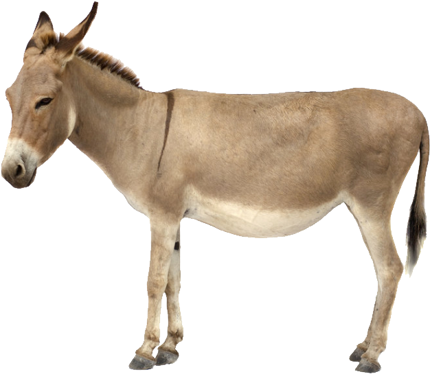 Donkey Icon Clipart - Donkey Png (676x586)