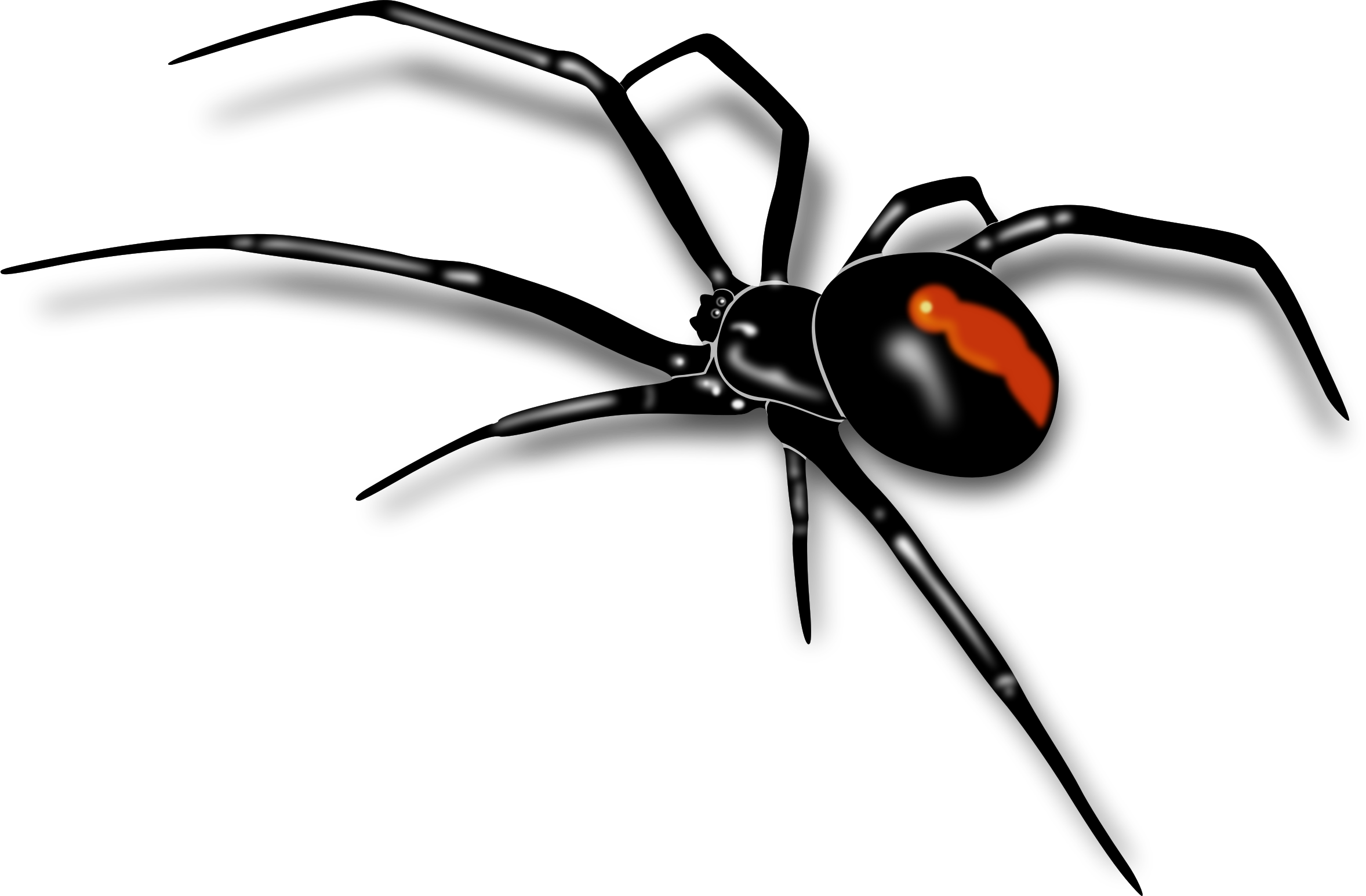 Images For Spiders Clipart - Australian Red Back Spider (2356x1546)