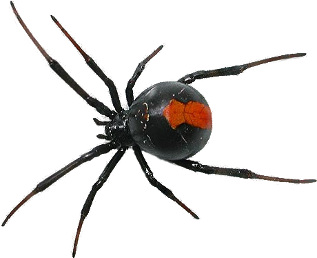 Other Popular Clip Arts - Spider Png (480x400)
