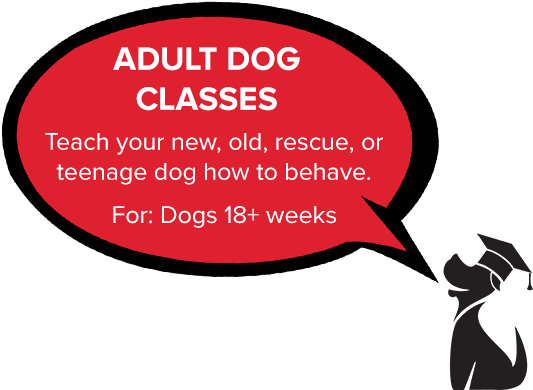 Best Puppy Training Class And Dog Training Class In - Best Puppy Training Class And Dog Training Class In (554x411)