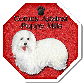 Popularization Of The Breed Leads To A Clear And Present - Coton De Tulear (400x400)