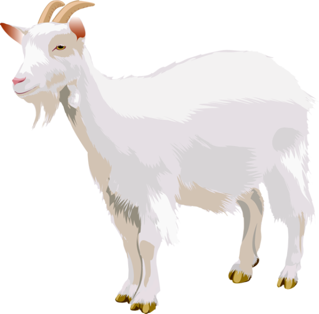 Goat Png - Goat Png Clipart (640x629)