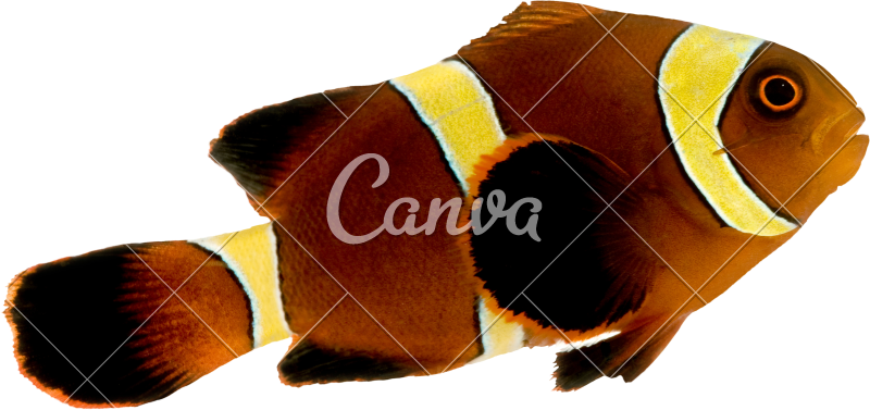 Gold Stripe Maroon Clownfish - Use Canva Like A Pro (800x377)
