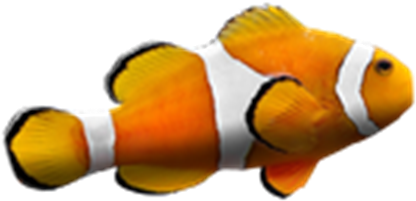 You Found The Clownfish - Clown Fish White Background (420x420)