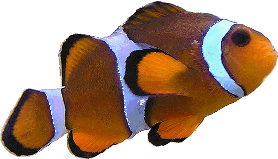 Clownfish Clipart Realistic - Clown Fish (606x363)