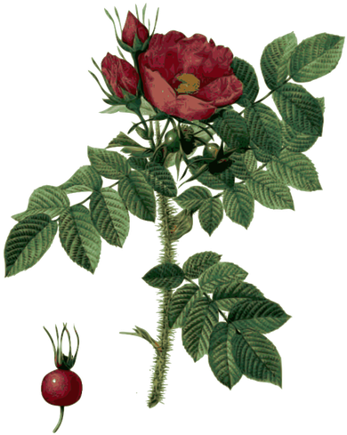 Hip And Rose - Illustration Flower Transparent Background (400x500)
