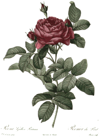 Retro Rose Illustration - Rose Flower Botanical Drawing (363x500)