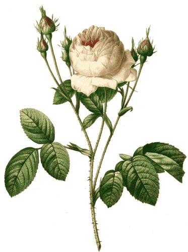 Pink Rose Branch - Giclee Painting: Redouté's Rosa Centifolia Carnea, (373x500)