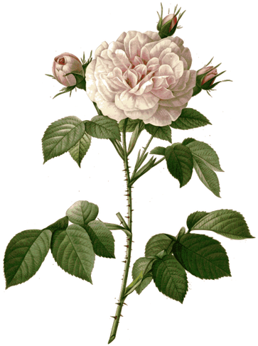 Wilde Rote Rose Mit Dornen - Botanical Photos White Flowers (374x500)