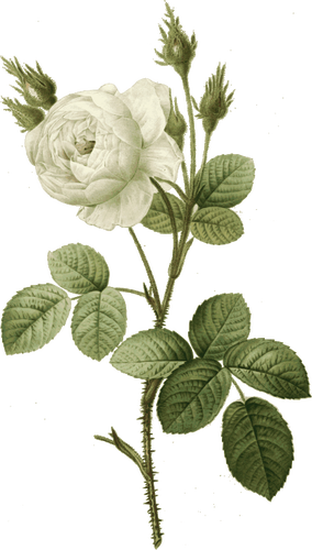 White Rose With Thorns - Print Rosa Muscosa Alba 1956 Roses Flowers White Green (284x500)