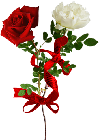 40 Png Png Pinterest White Roses Scarlet And Album - Голубое Настроение 5 .png (361x500)