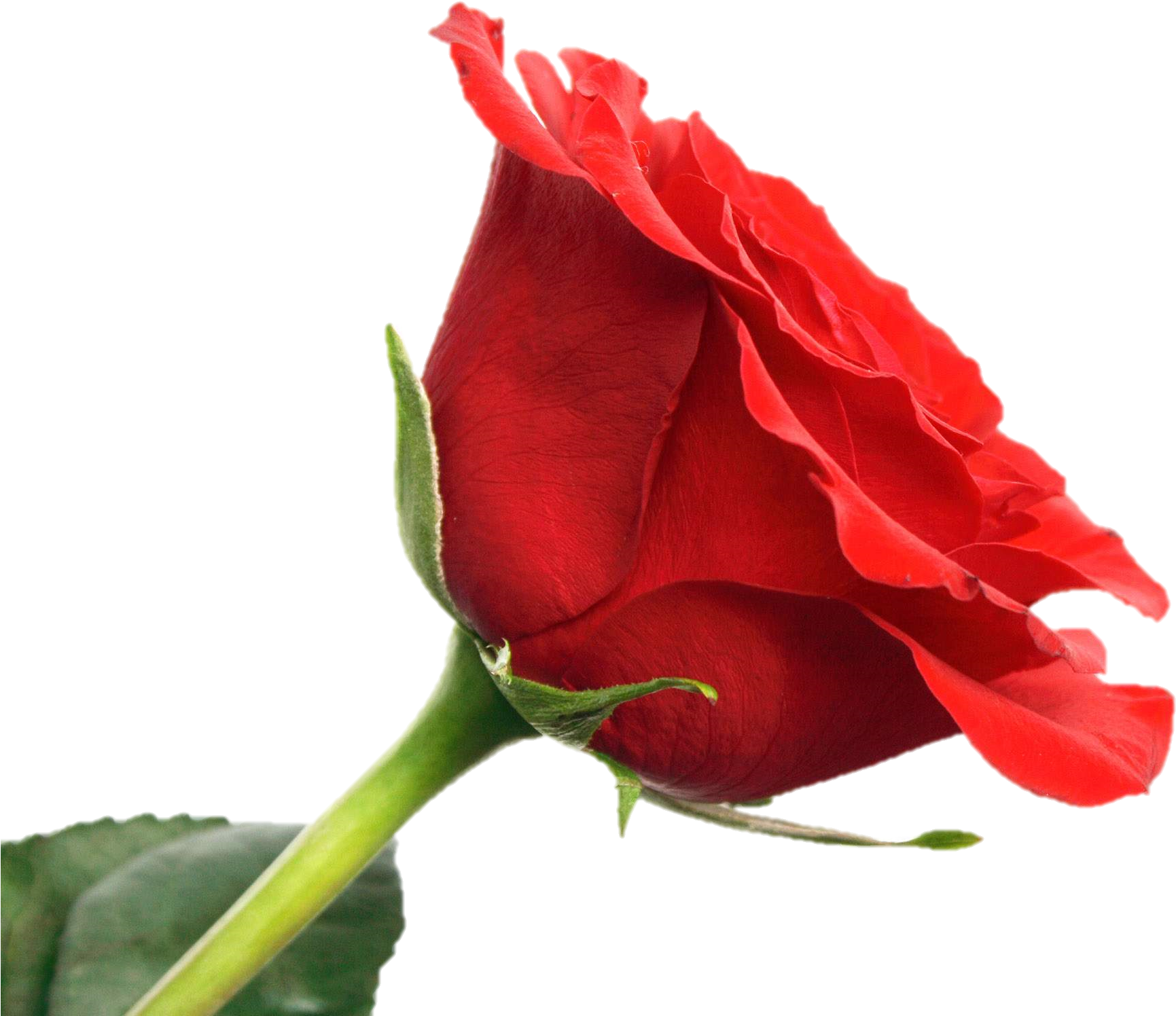 Life Cycle - Happy Rose Day 2018 (2560x1600)