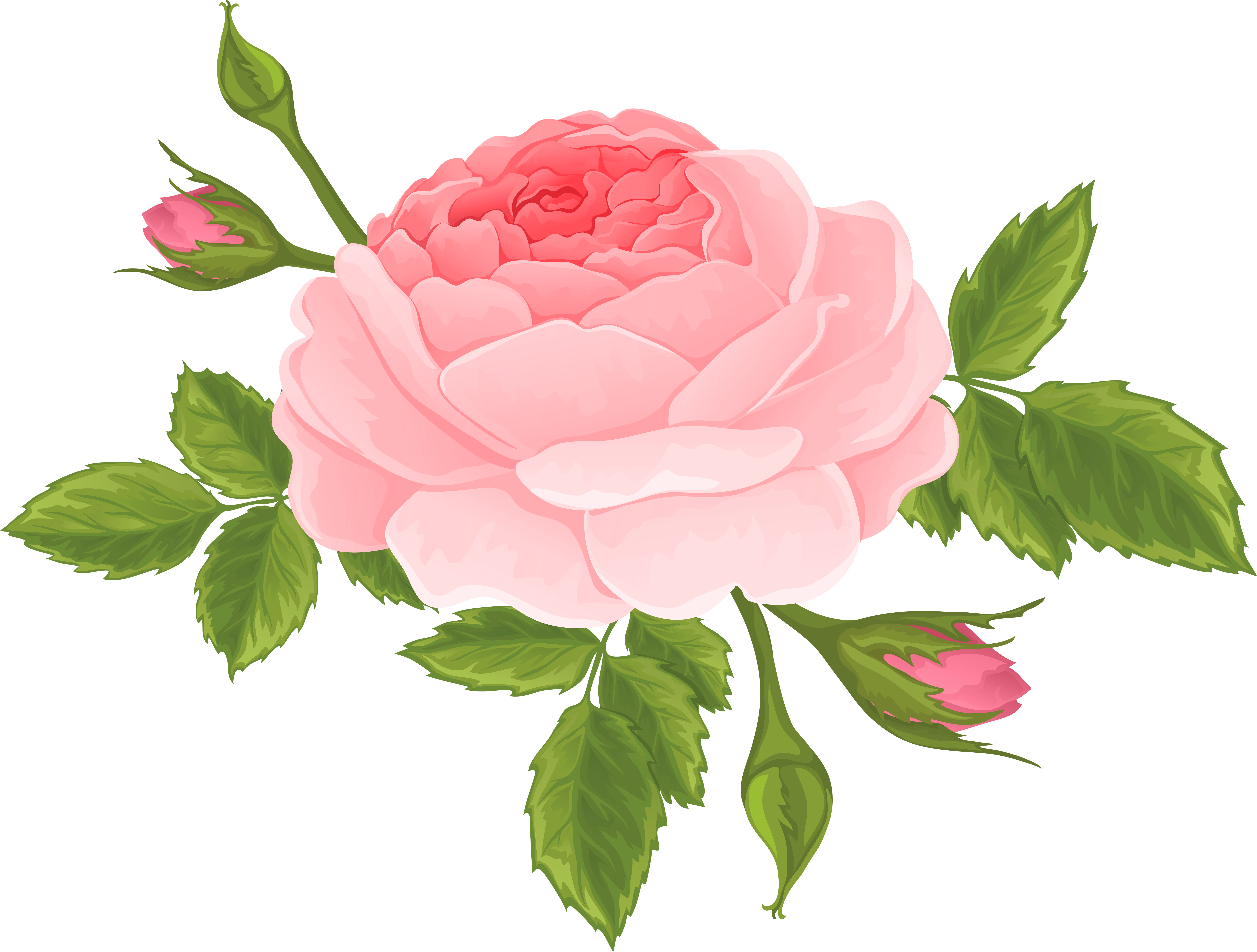 Pink Rose Buds And Petals Royalty Free Vector Clip - Pink Rose Buds And Petals Royalty Free Vector Clip (8000x6060)