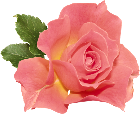 Double Flared Plug Acrylic Tunnels & Plugs (600x515)